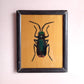 INDIAN INSECT GLASS PAINTINGS 